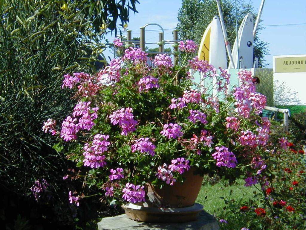 Camping De La Baie Hotell La Trinité-sur-Mer Exteriör bild